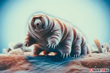 Les tardigrades