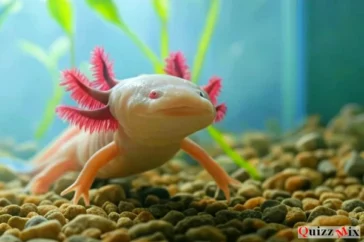 L'axolotl